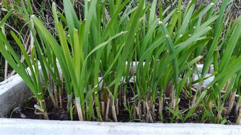 快速種韭菜|【園藝熱線】韭菜種植知多少：播種方法和生長環境